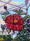 Bacon Street Hibiscus